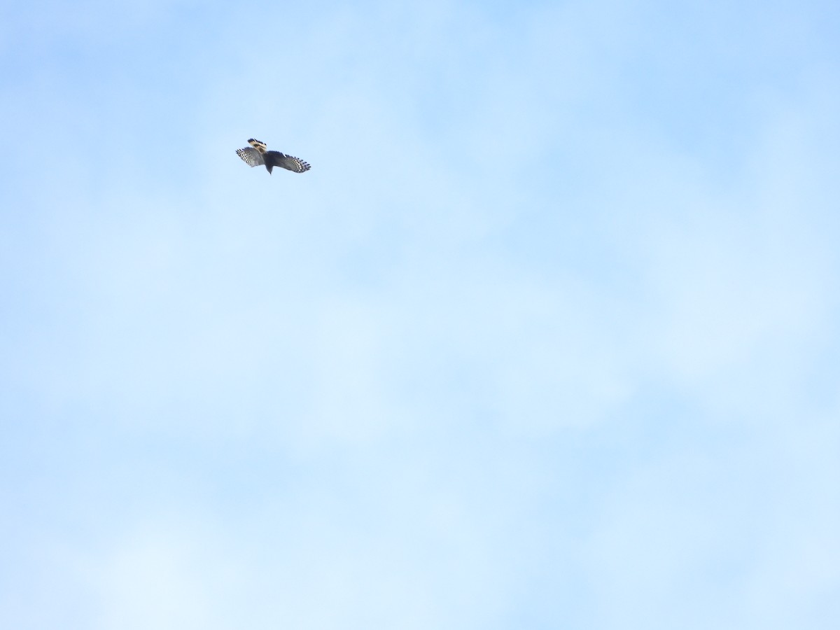 Wegebussard - ML280167631