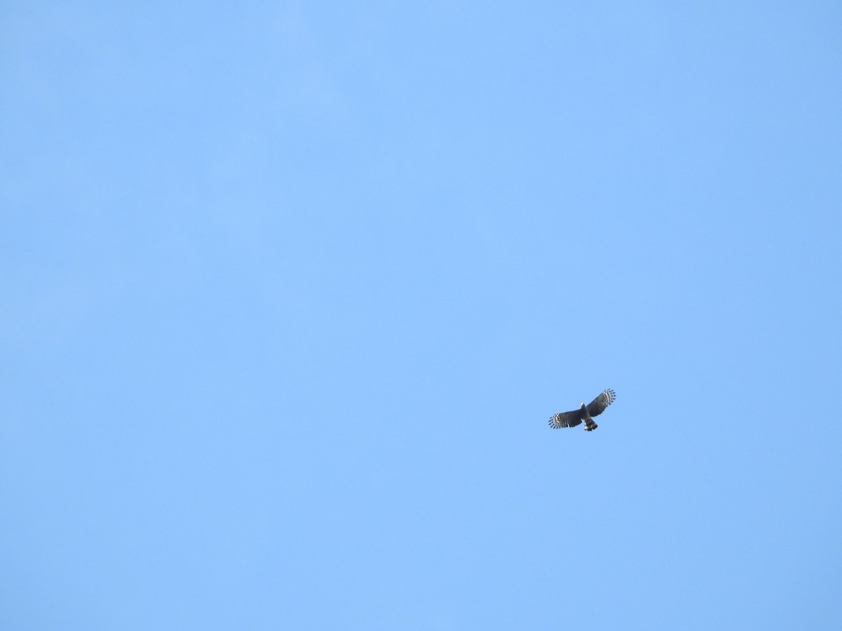 Wegebussard - ML280167701