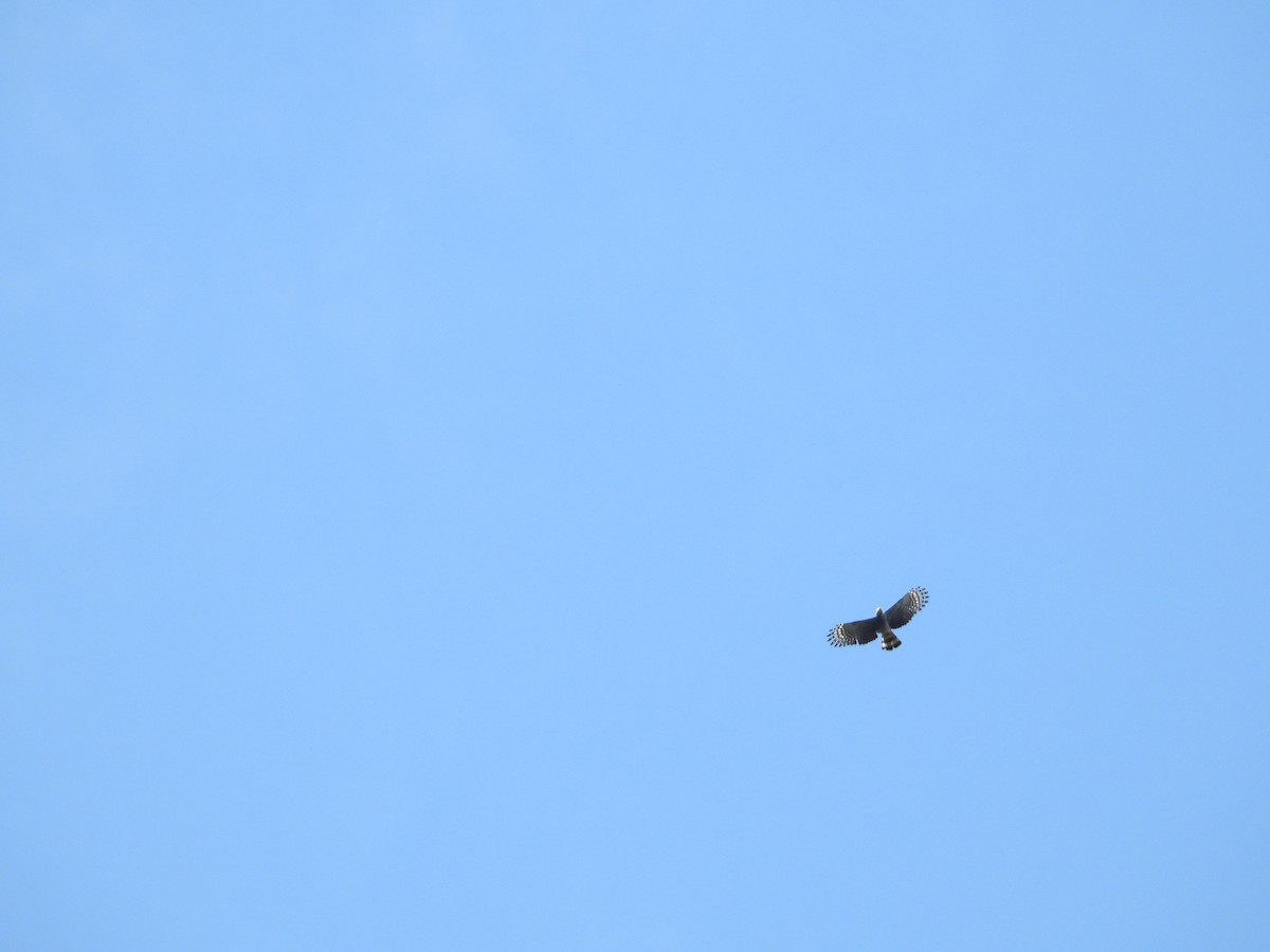 Roadside Hawk - ML280167701