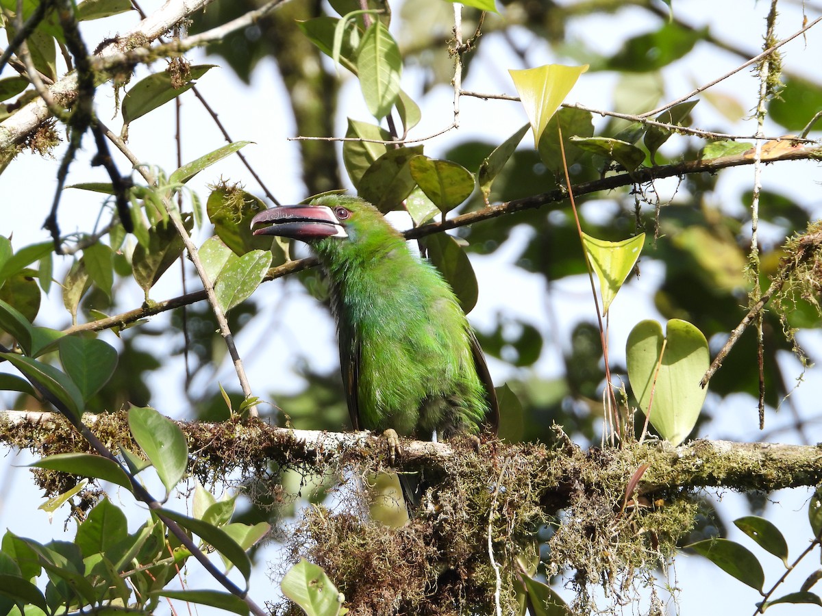 Crimson-rumped Toucanet - ML280167731