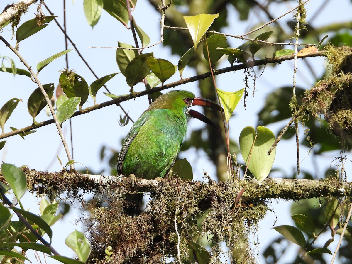 Crimson-rumped Toucanet - ML280167791