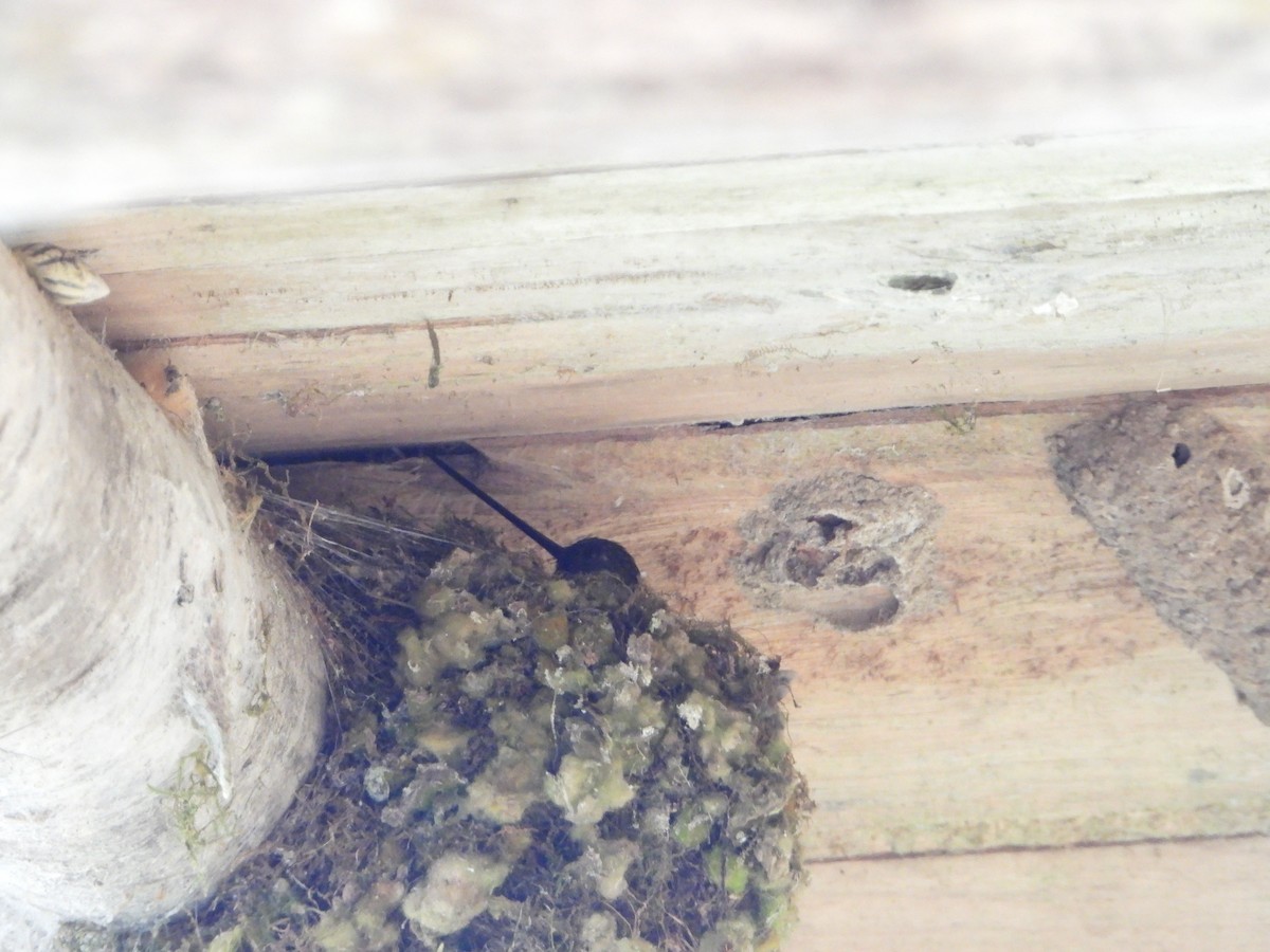 Green-fronted Lancebill - ML280167861