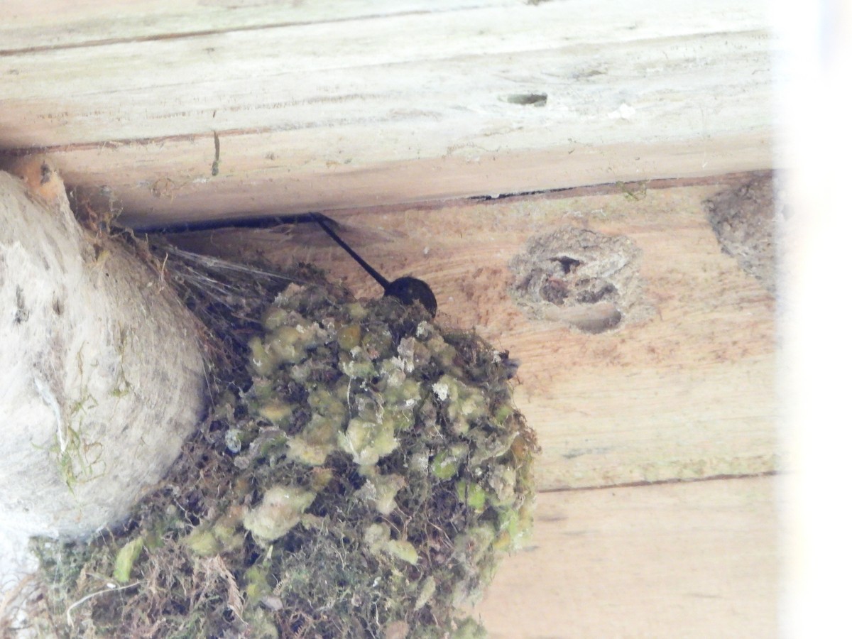 Green-fronted Lancebill - ML280167891