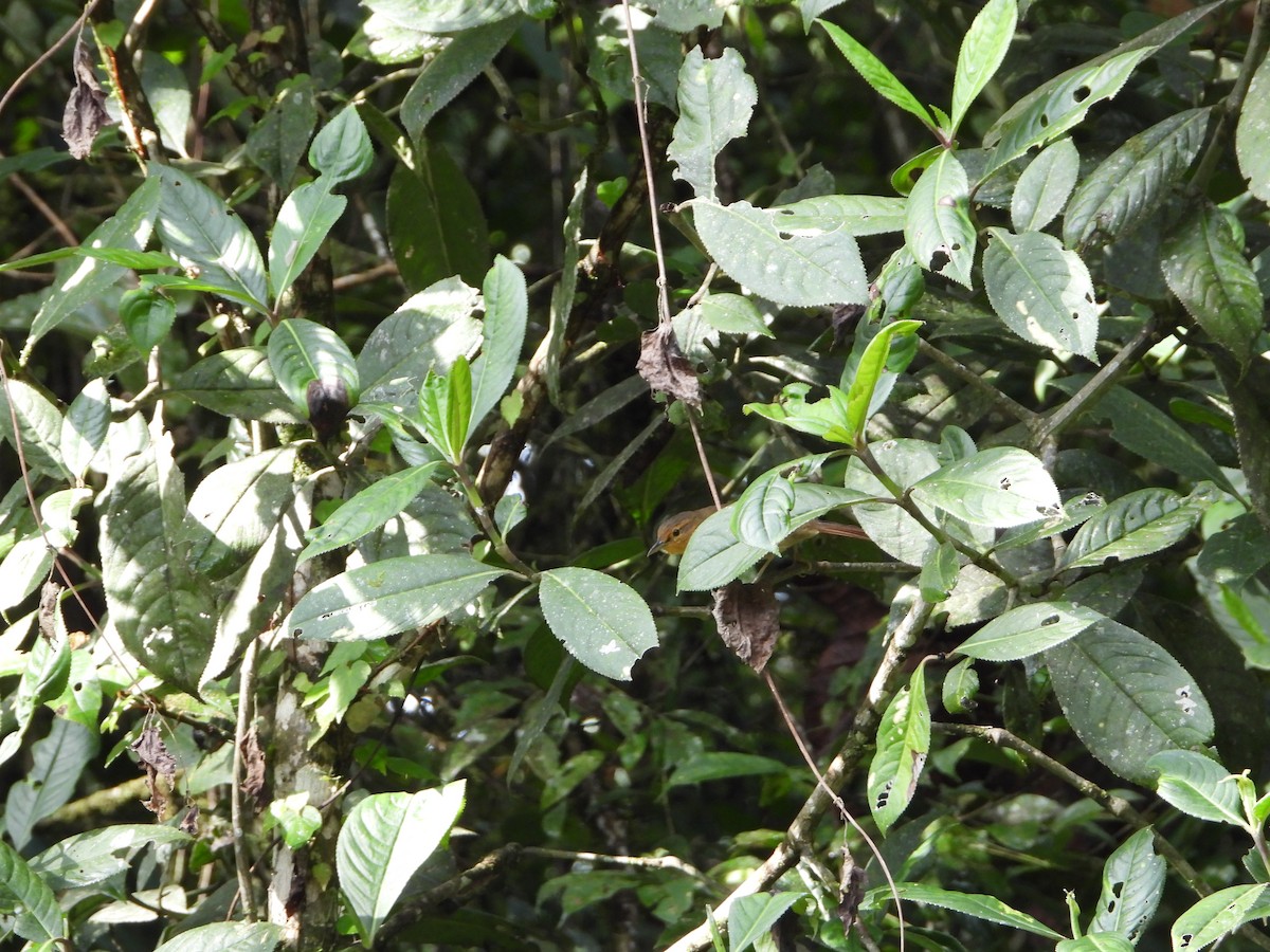Ockerstirn-Blattspäher - ML280167961