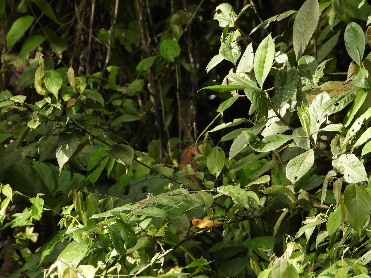 Buff-fronted Foliage-gleaner - ML280168031