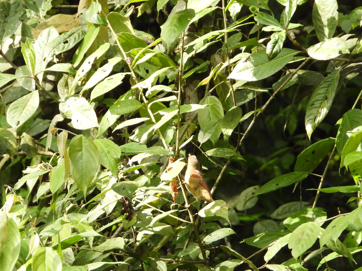 Buff-fronted Foliage-gleaner - ML280168051