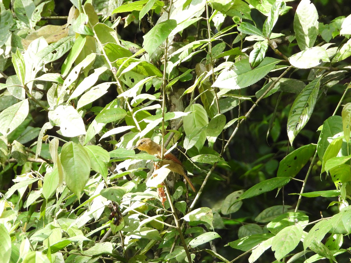 Buff-fronted Foliage-gleaner - ML280168081