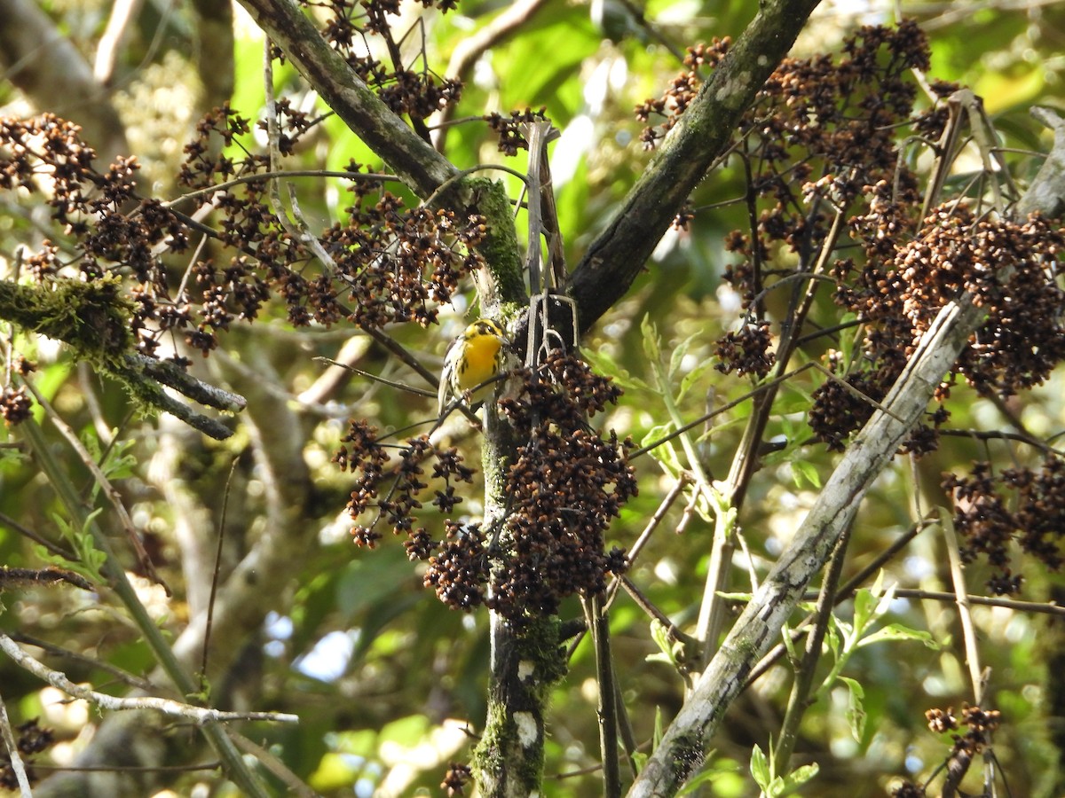 Blackburnian Warbler - ML280168121