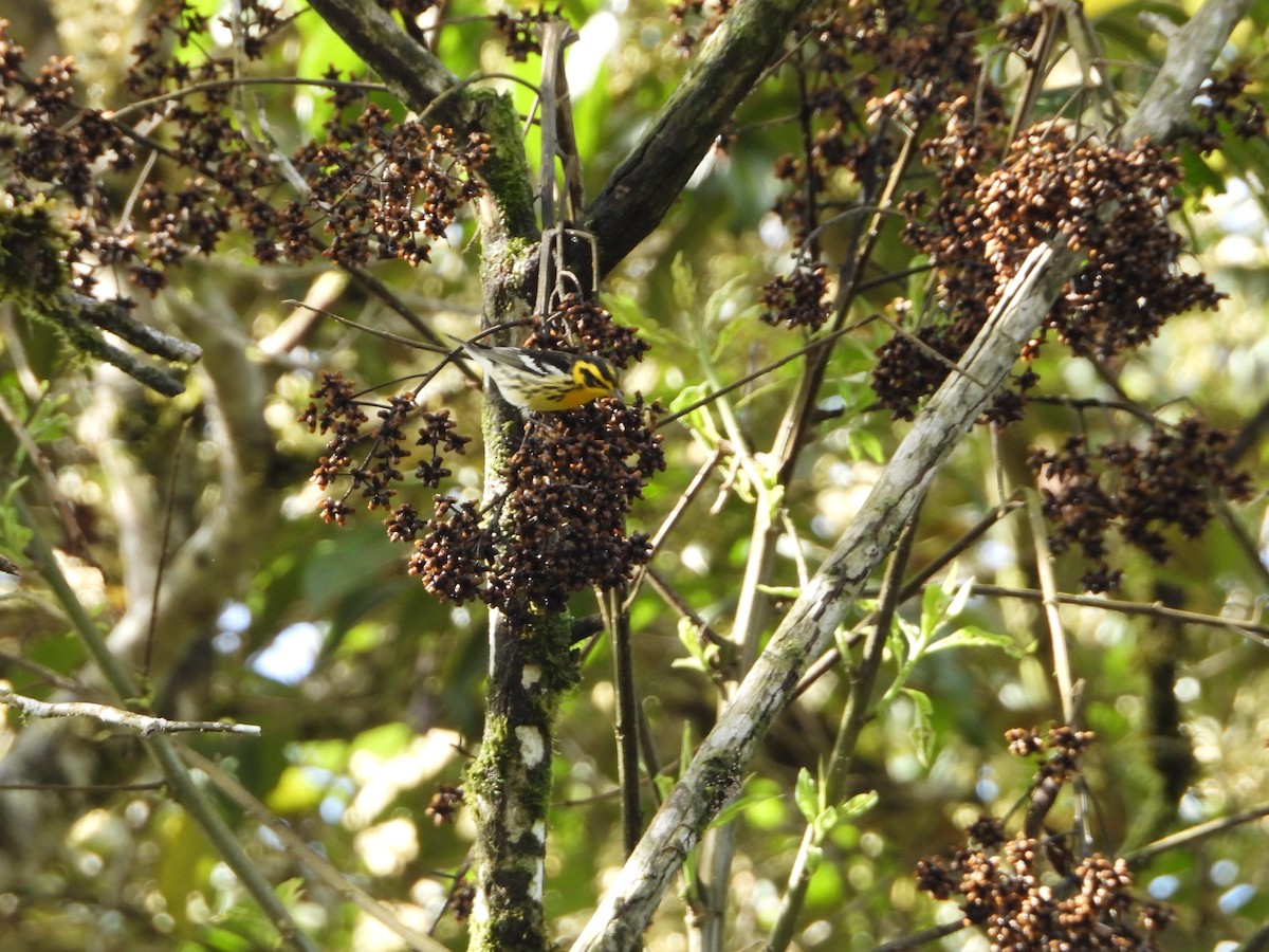 Blackburnian Warbler - ML280168131