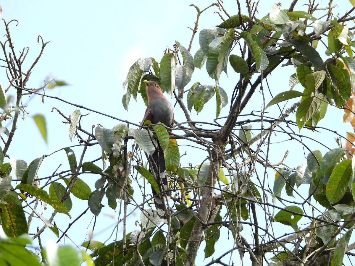 Squirrel Cuckoo - ML280168221