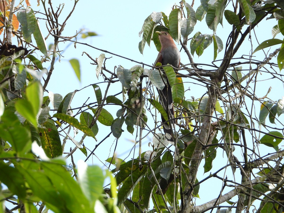 Squirrel Cuckoo - ML280168241