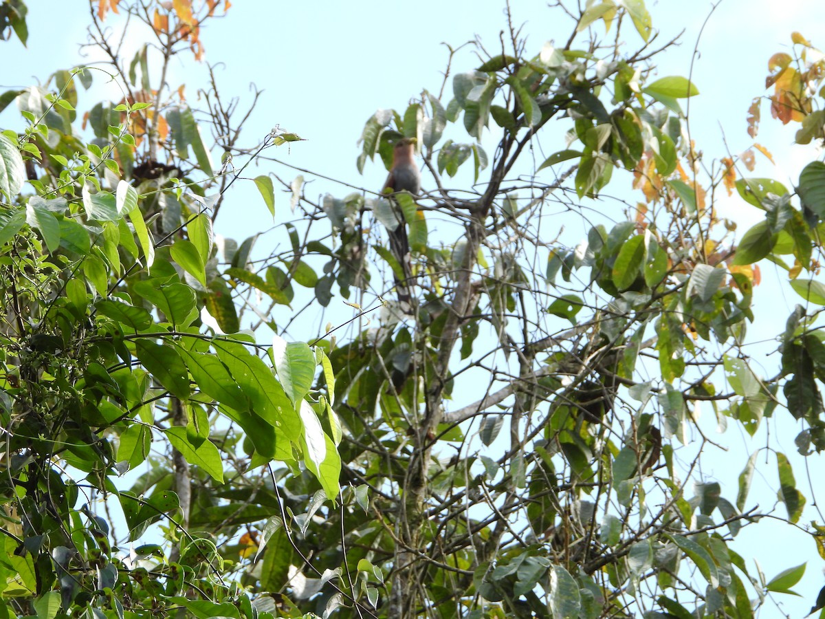 Squirrel Cuckoo - ML280168281