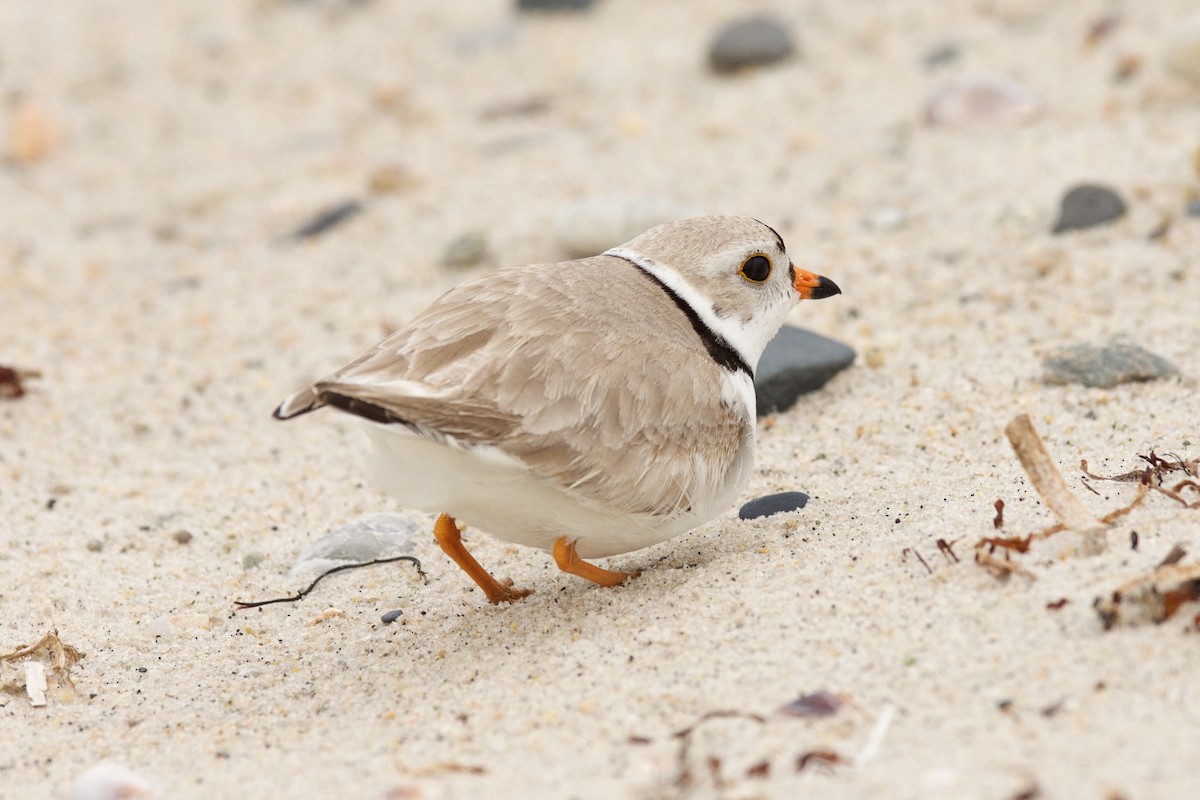 Piping Plover - david jones