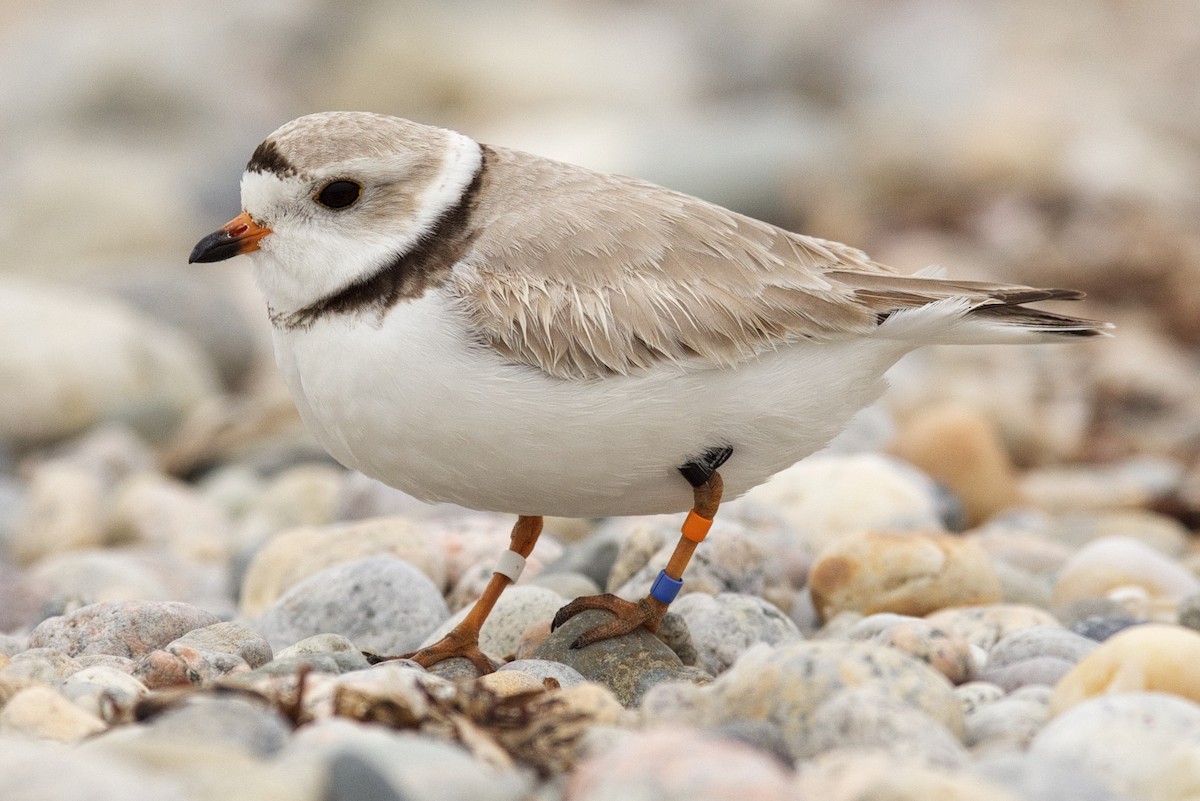 Piping Plover - ML28016841