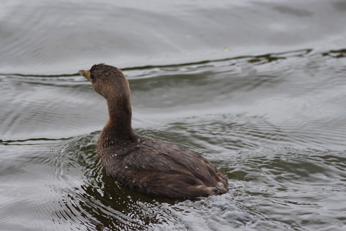 Pied-billed Grebe - ML280168821