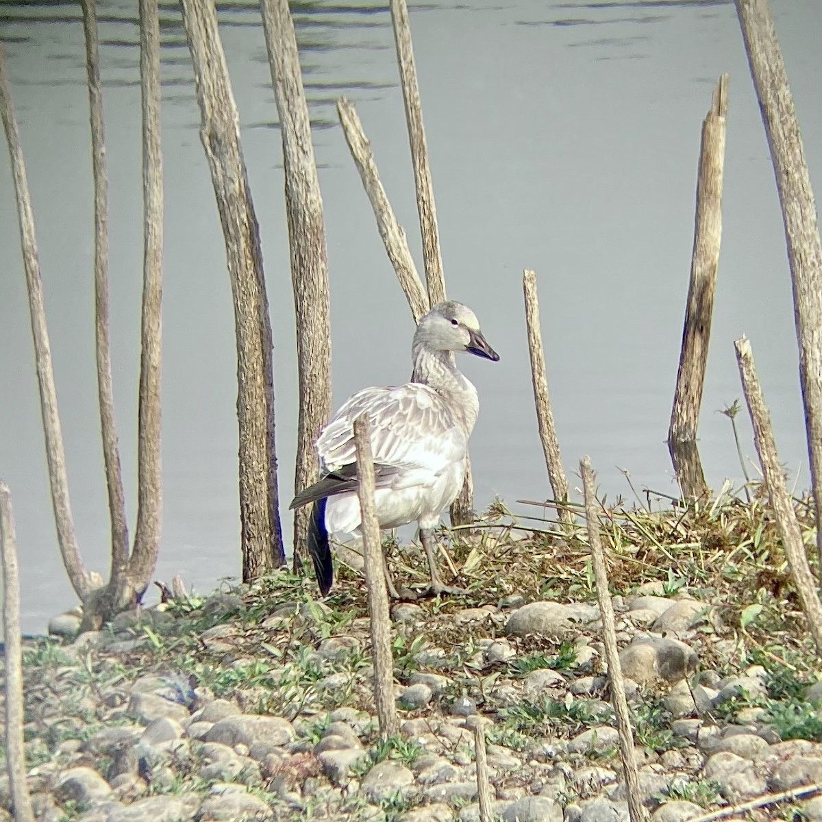 Snow Goose - ML280168991