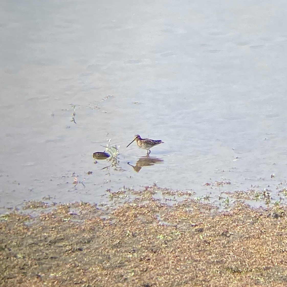 Wilson's Snipe - ML280169101