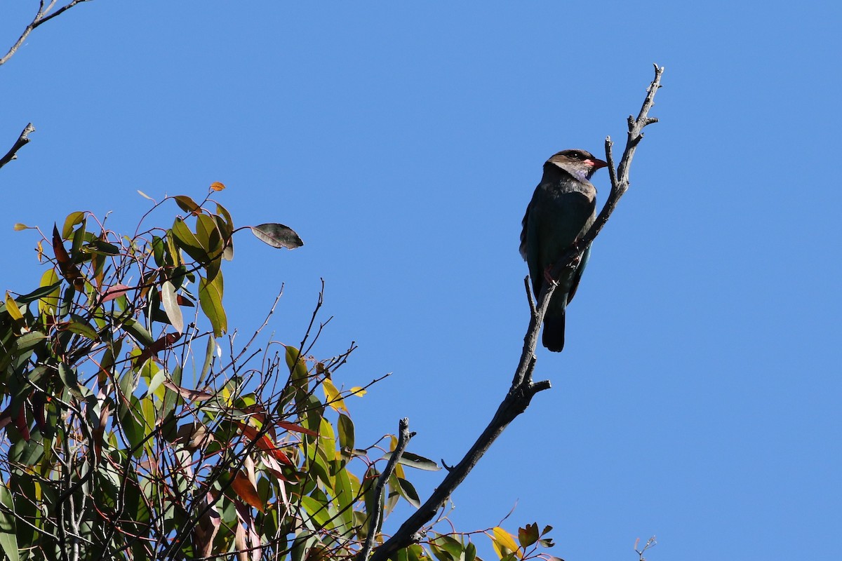 Dollarbird - ML280169371