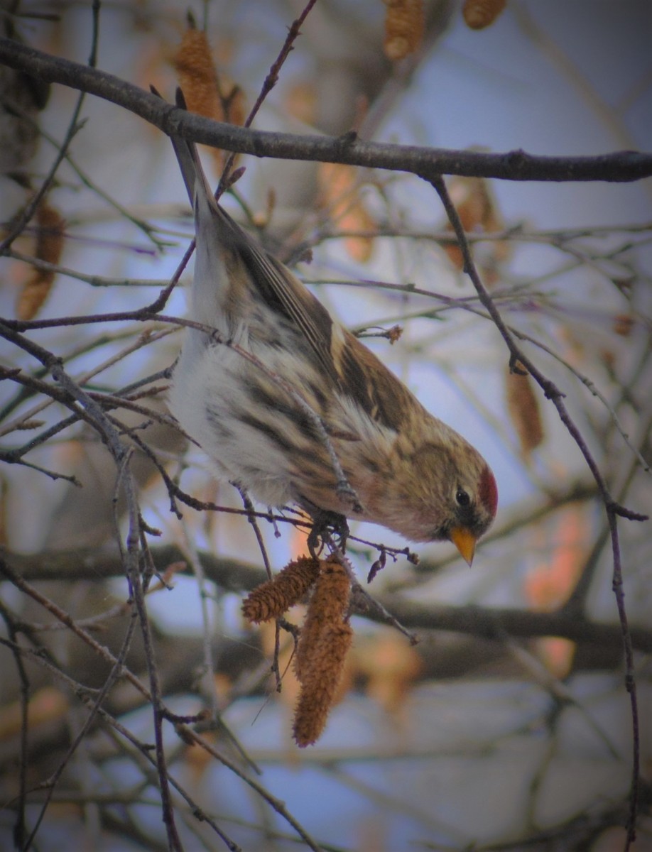 Common Redpoll - ML280169571