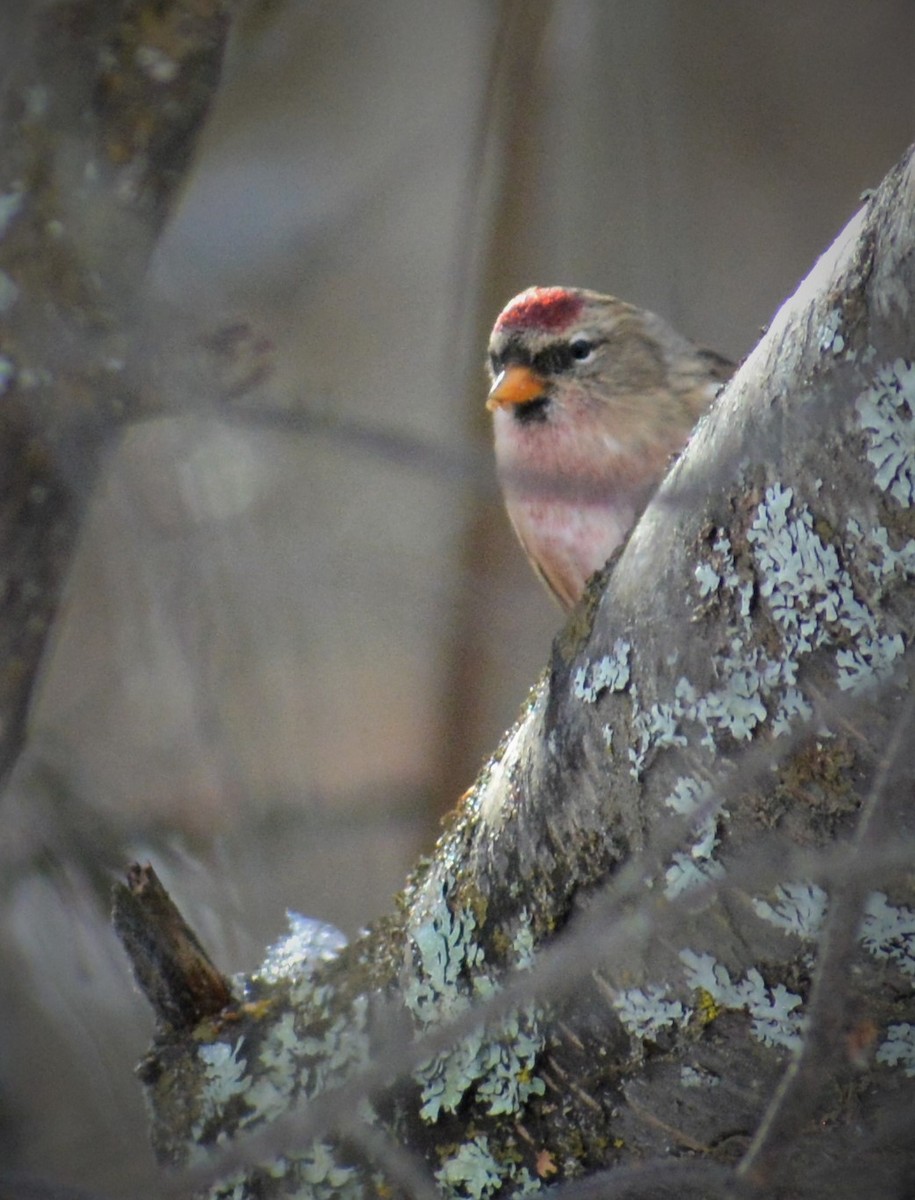 Common Redpoll - Filip Panusz