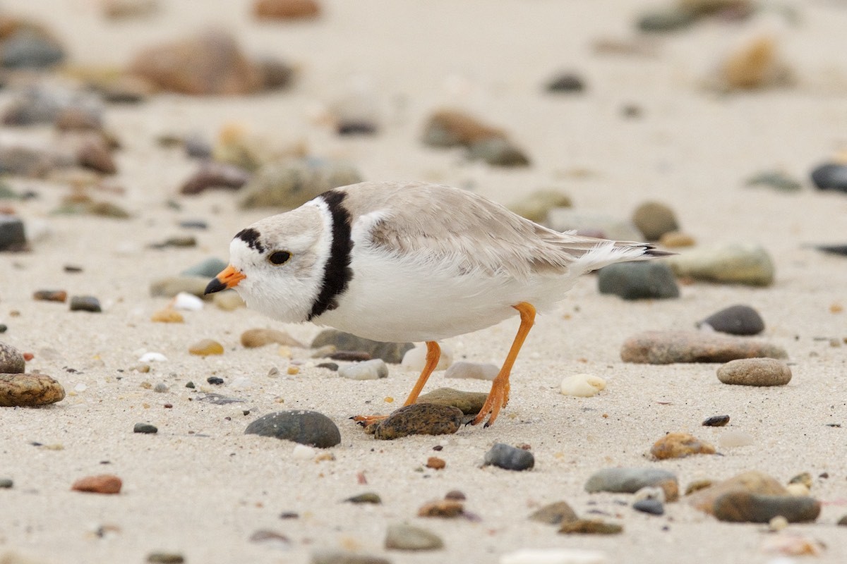 Piping Plover - ML28017151