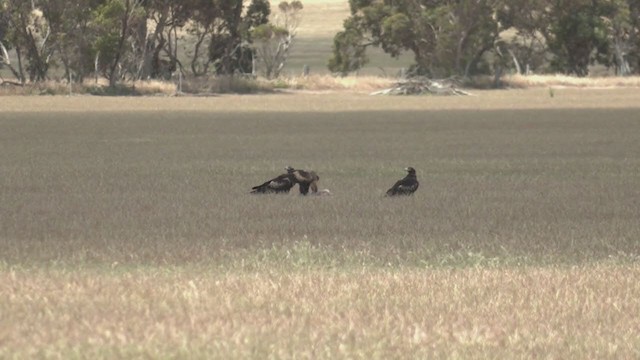 Wedge-tailed Eagle - ML280171901