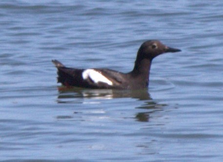 Pigeon Guillemot - ML280172151