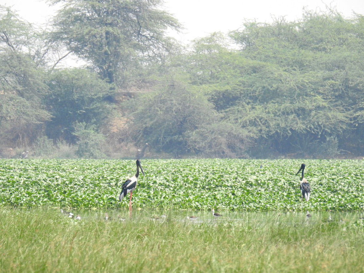 Black-necked Stork - Akash Gulalia