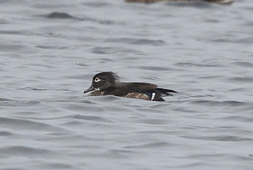 Wood Duck - ML280172211