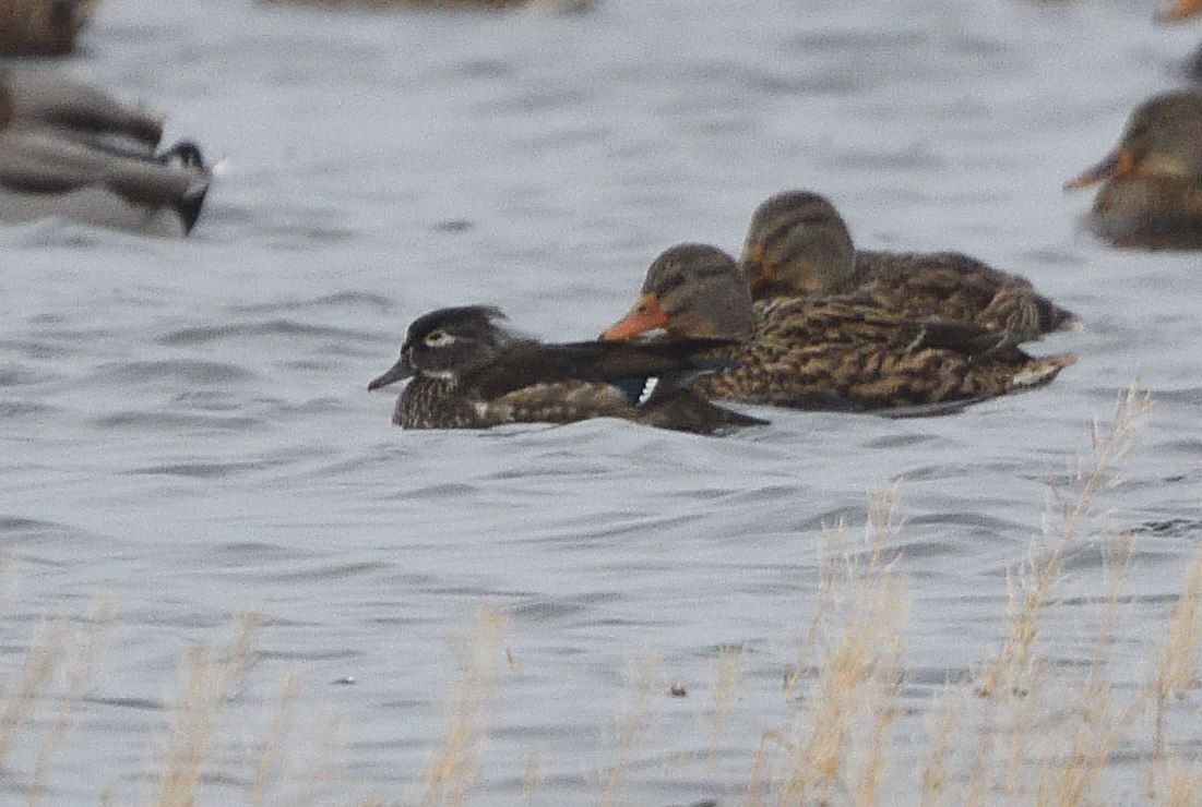 Wood Duck - ML280172241