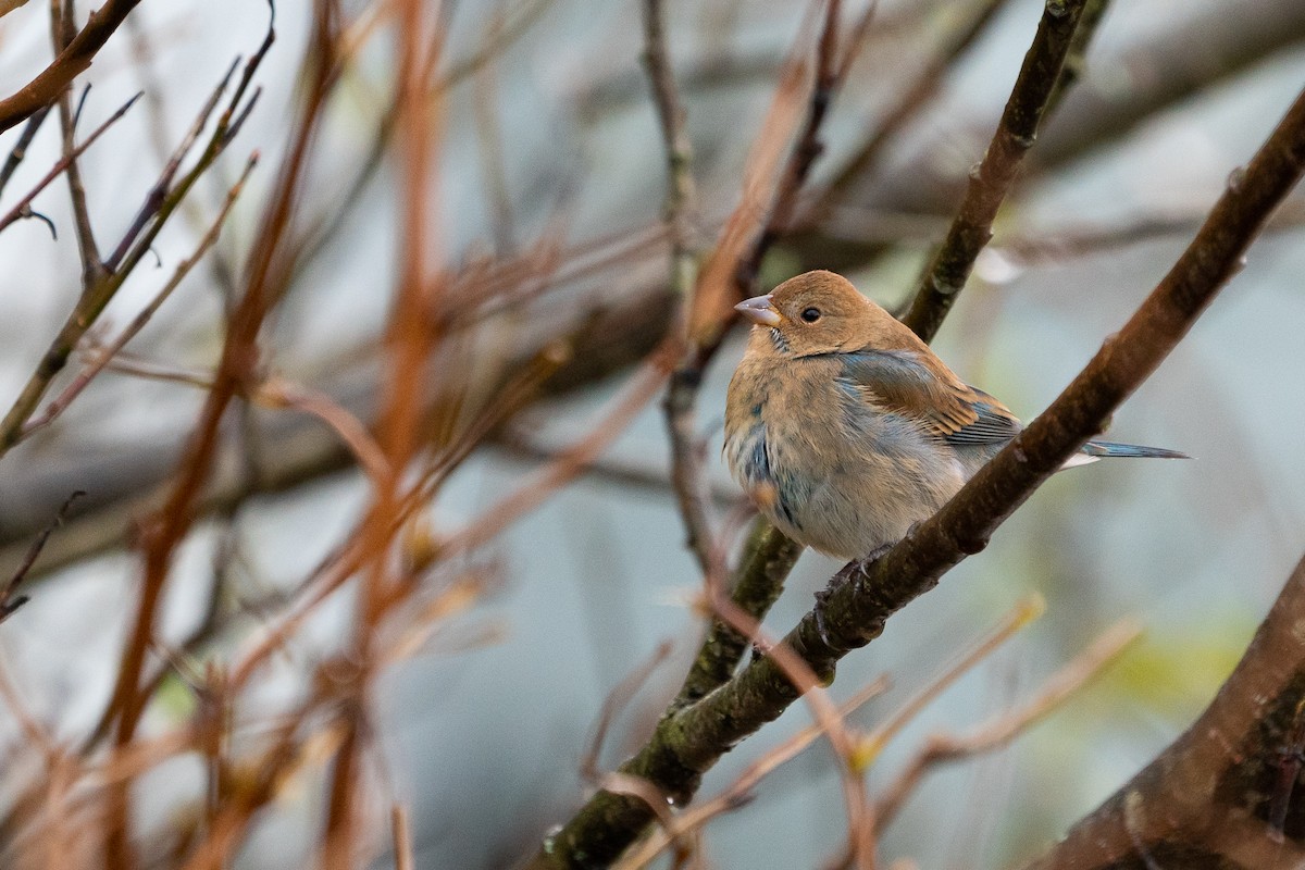 Indigo Bunting - ML280172851