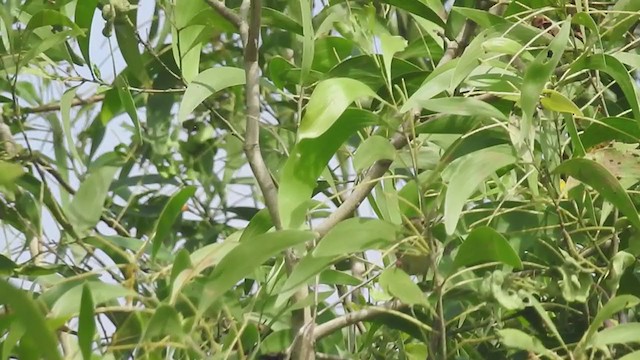 Mosquitero Musical - ML280173931