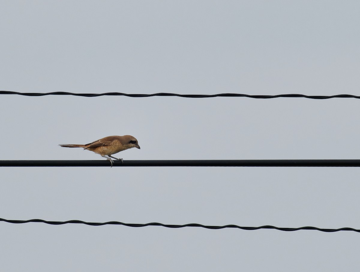 Brown Shrike - ML280173971