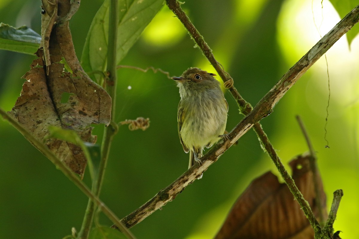 Scale-crested Pygmy-Tyrant - ML280174081