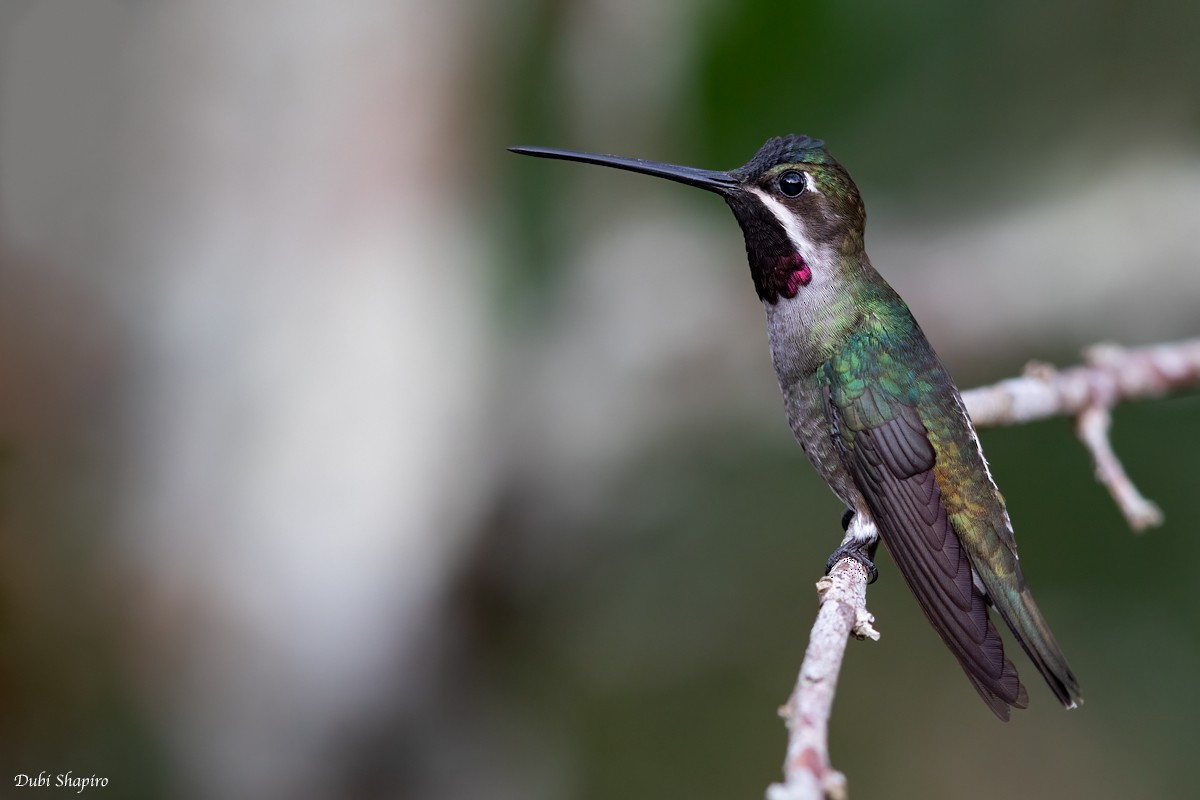 Long-billed Starthroat - Dubi Shapiro