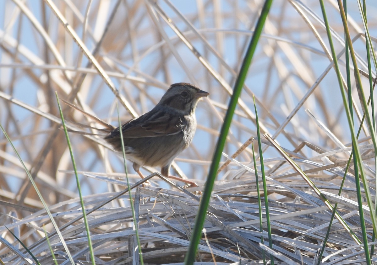 Swamp Sparrow - ML280179951