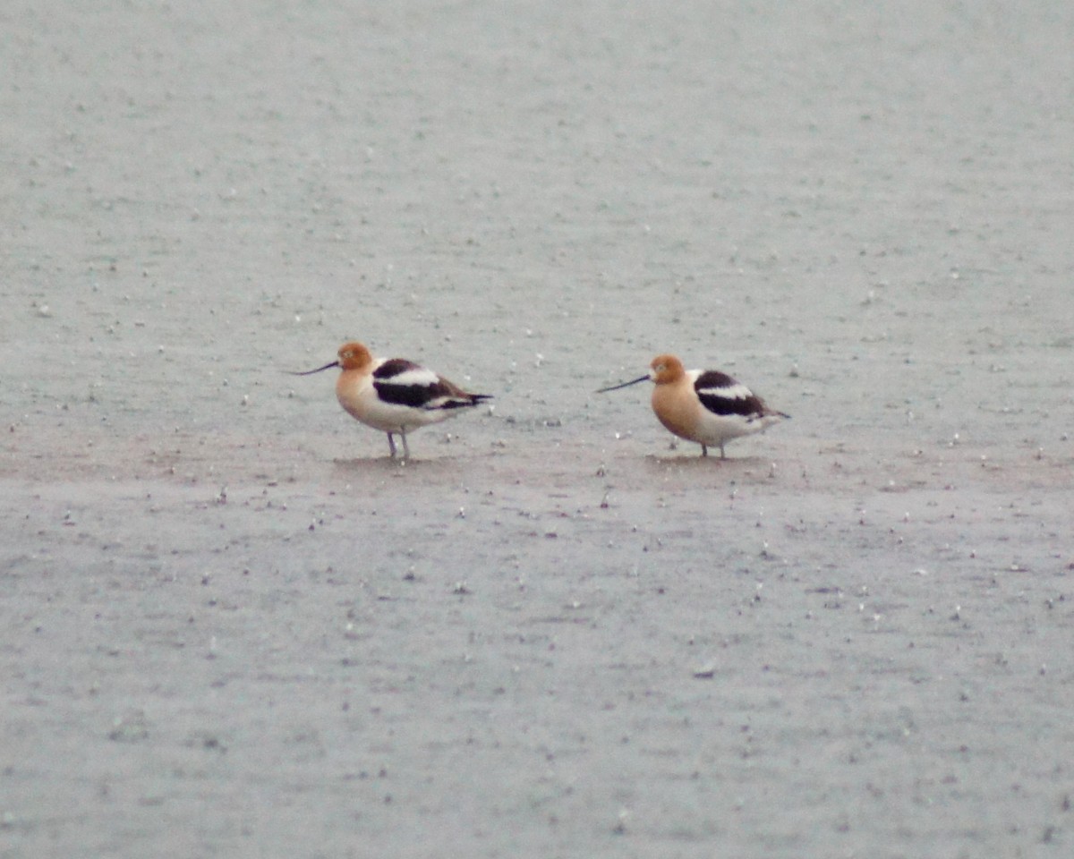 American Avocet - ML28018001