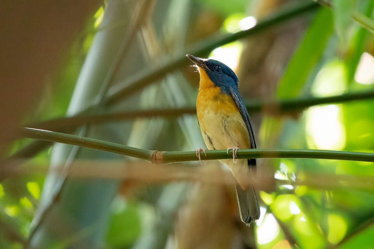 Large Blue Flycatcher - Ayuwat Jearwattanakanok