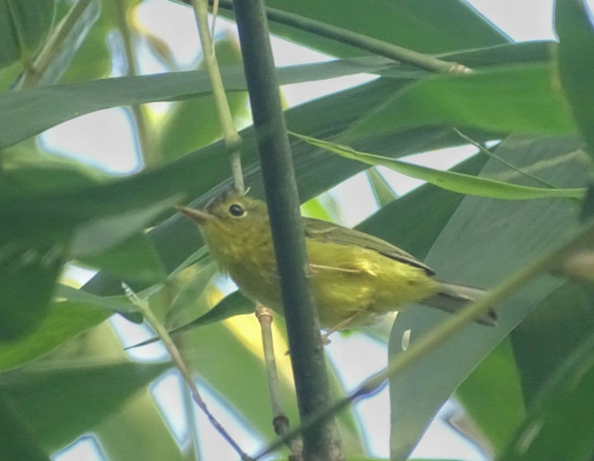 Green-crowned Warbler - ML280182041