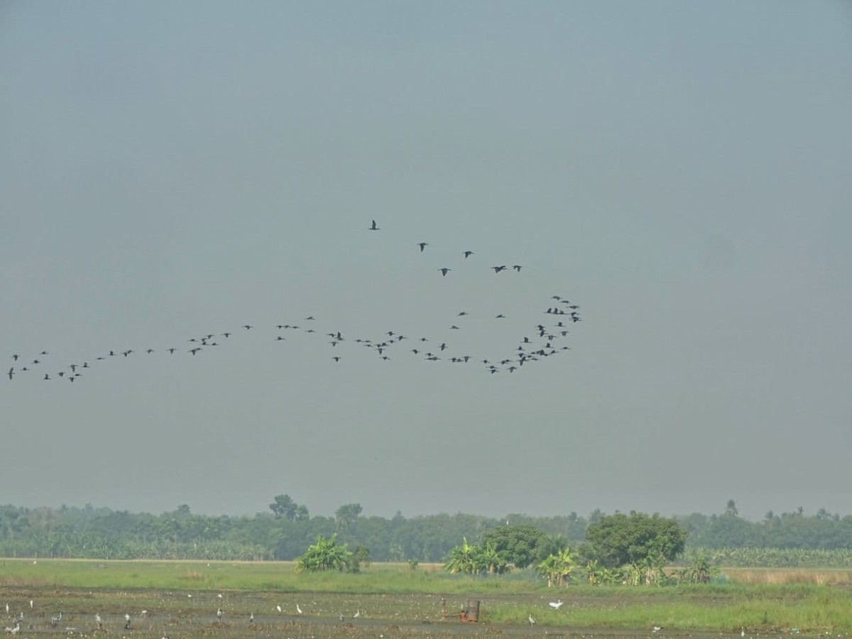 ibis hnědý - ML280182061