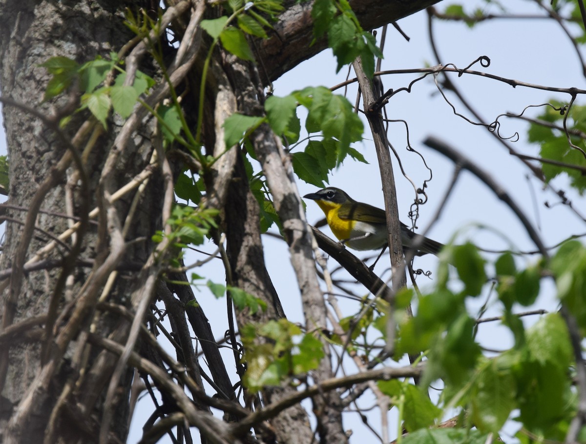Yellow-breasted Chat - ML28018211