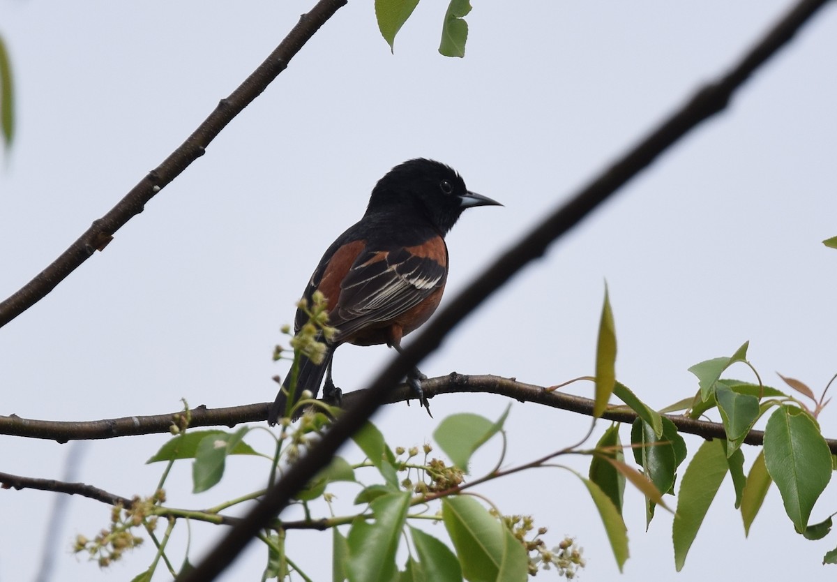 Orchard Oriole - ML28018221