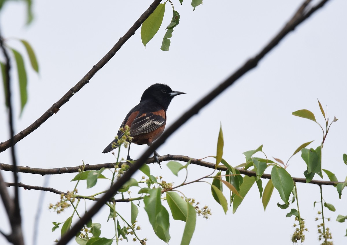 Orchard Oriole - ML28018231