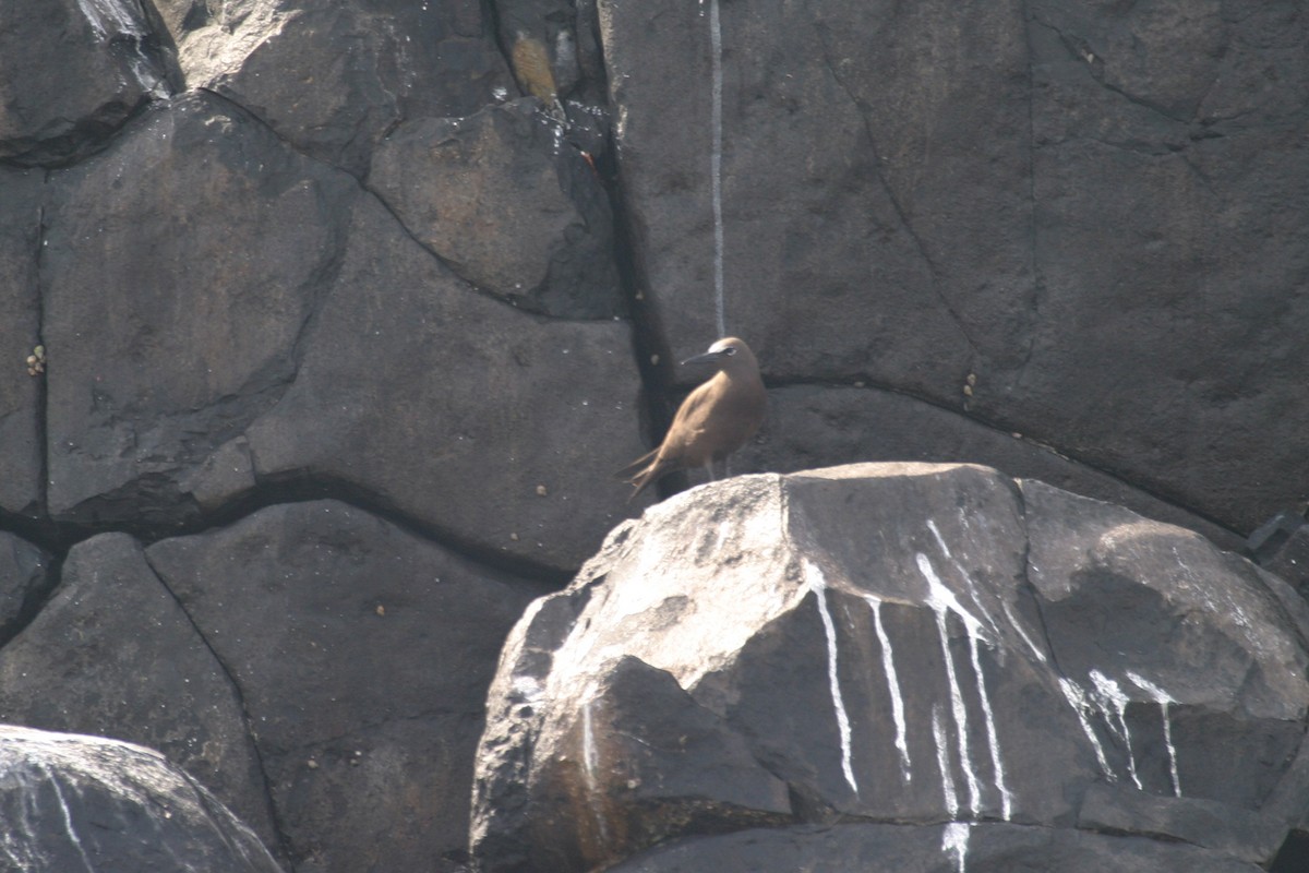 Brown Noddy - ML280183031