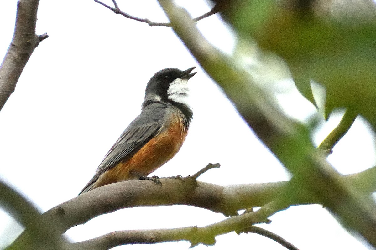 Rufous Whistler - ML280183231