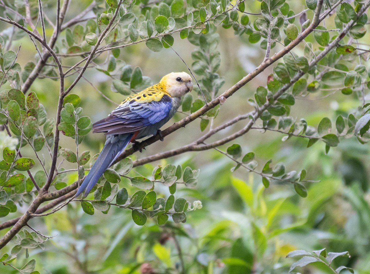Pale-headed Rosella - ML280185301