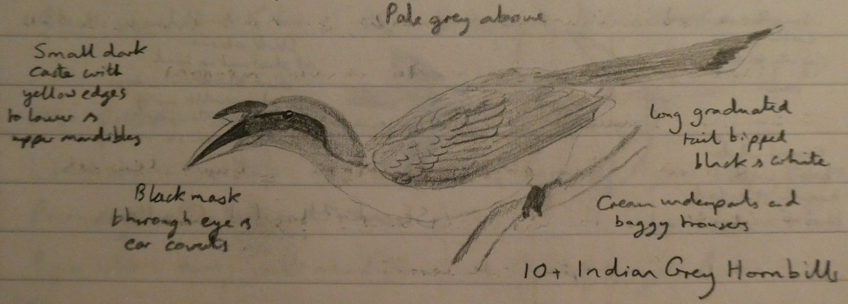 Indian Gray Hornbill - ML280186561