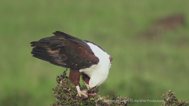 Schreiseeadler - ML280186631