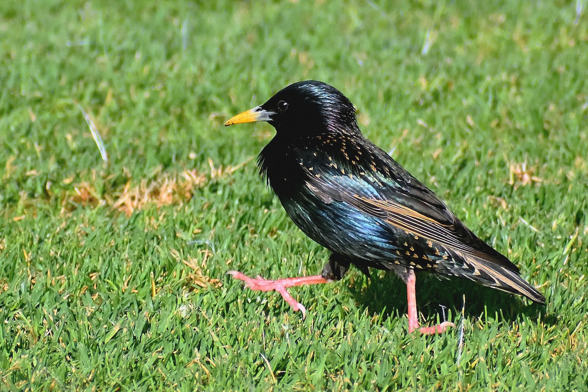 歐洲椋鳥 - ML280186771