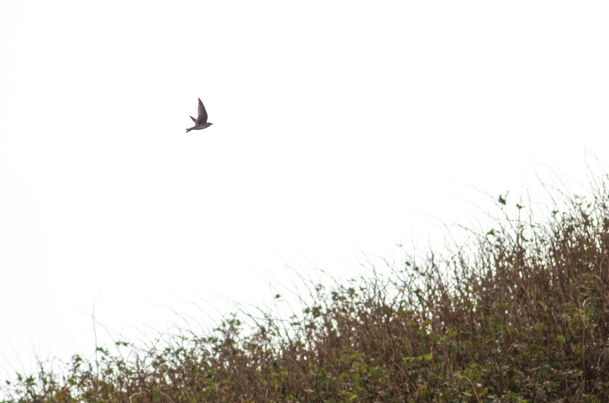 Purple Martin - Justin Saunders